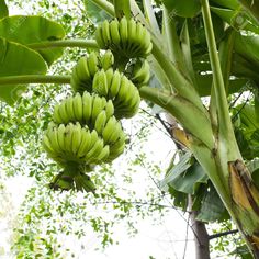 61 best rainforest trees