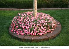Flower Garden Ideas Around Tree ideas on flowers around a tree | ideas for around trees | victory Flower Garden Ideas Around Tree ideas on flowers around a tree | ideas for around trees | victory