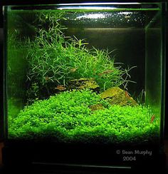 Live aquarium plant fish tank BS Amazonicus x3