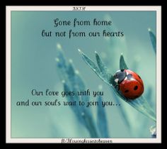 59 best our ladybugs from heaven images ladybugs i miss u i miss you quotes about ladybugs
