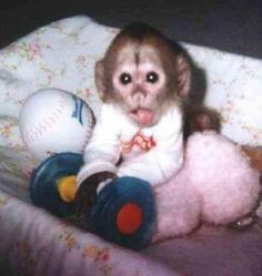 Best I Love Monkeys Images On Pinterest In Paintings Cartoon Monkey And Cute Pets Best I Love Monkeys Images On Pinterest In Paintings Cartoon Monkey And Cute Pets