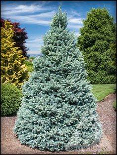 177 Best Gardening Conifers Images On Pinterest In 2018 Trees Back To Art School Basics
