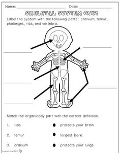the systems included are circulatory digestive muscular nervous respiratory and skeletal assessments research organizers labelfact sheets - Skeletal System Worksheet the systems included are circulatory digestive muscular nervous respiratory and skeletal assessments research organizers labelfact sheets - Skeletal System Worksheet
