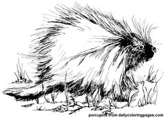 prickly porcupines activity texas wildlife association wildlife