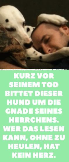 Alzheimer Bei Katzen Alzheimer Bei Katzen