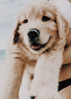 5 cutest smiling puppy faces you have ever seen creatures