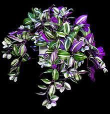 Low Light Flowering House Plants best low light house plants | wandering jew, low lights and Low Light Flowering House Plants best low light house plants | wandering jew, low lights and