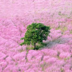35 Best Pink And Green Images Color Combinations Why Pink And Green Is The Best Color Combination Ever Townandcountrymag Good
