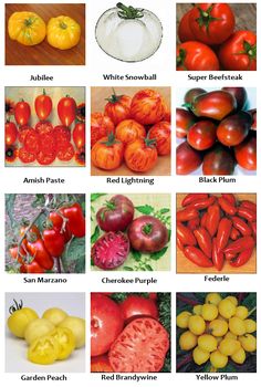 Tomato RAY seeds yellow orange tomatoes Ukraine 20 seeds D Farmer/'s dream