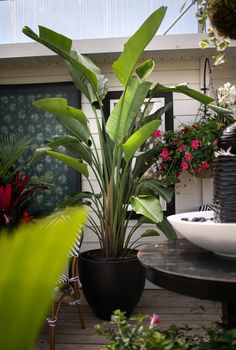 wallpapers Indoor Plants That Grow Tall And Narrow tall house plants for your home decor