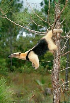 The Southern Tamandua Is A South American Anteater Mainly Active During Night They Are Good Climbers But Quite Clumsy On Ground