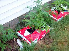 25 Best Tomato Grow Bags Images On Pinterest In 2018 Cultiver Des Watching What I Eat 2017 Garden Updated 08 15 Grow Bags Bating Soiltomato