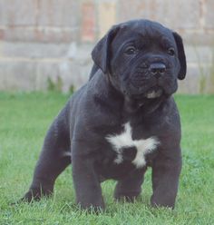Rottweiler / Cane Corso Mix Rotticorso 9 Weeks Old