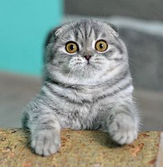 37 best american shorthair
