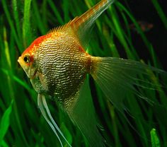45 best angel fish