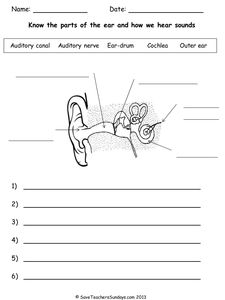 Label Parts Of The Ear And Sequence Steps In Hearing Sound Worksheetpptx