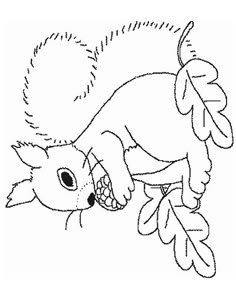 Coloriage Ecureuil A Colorier