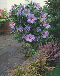 Rose Of Sharon Tree Flowering Landscape Unique Colors Easy To Rose Of Sharon Tree In Front Theo S Window Pots Near A C Unit