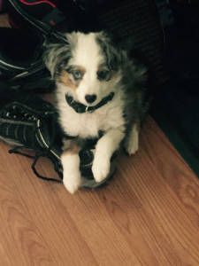 Texas Australian Shepherd Rescue Adoptions Rescueme Org Dogs Breeders Of Quality Toy Australian Shepherdini Shepherd Puppies In All Colors Blue Merle Red Black Tri And