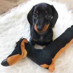 DACHSHUND CUTIE SET OF 2 HAND TOWELS EMBROIDERED BY LAURA