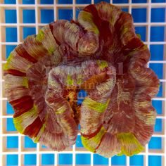 97 best corals images