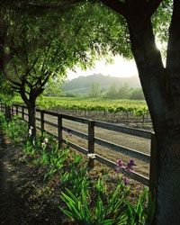 19 Best Wall Murals For Wine Cellars Outdoor Scene Images Outdoor Scene Mural For Wine Cellars Click Here To See More Cellar Designs