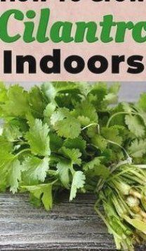 Can You Grow Cilantro Indoors Year Round 10 Painless Tips How To Grow Cilantro From Seed The Gardening Dad In 2020 Growing Cilantro Cilantro Plant Grow Cilantro Indoors