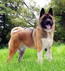 Amerikan Akita Pentu Google Haku Pentu