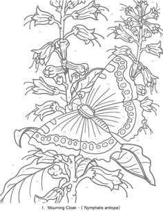 Creative Haven Butterflies Color By Number Coloring Book