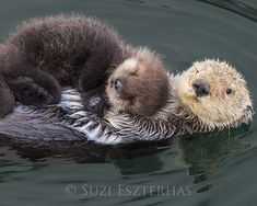 ラッコ Sea Otter のアイデア 0 件 21 ラッコ ラッコ 赤ちゃん らっこ ラッコ Sea Otter のアイデア 0 件 21 ラッコ ラッコ 赤ちゃん らっこ