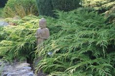 37 besten Garten / Bodendecker Bilder auf Pinterest in 2018 | Ground ... 37 besten Garten / Bodendecker Bilder auf Pinterest in 2018 | Ground ...