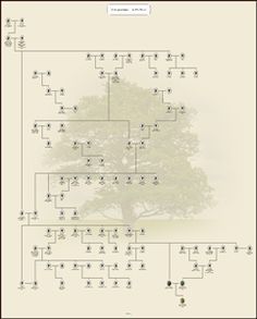 thank you for downloading family tree builder myheritage family