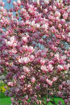 150 Best Magnolia Trees Images On Pinterest Magnolia Tree In Bloom My Favorite And Its Pink
