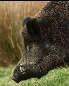 100 Meilleures Idees Sur Citations Chasse Chasse Sanglier Animaux Foret 100 Meilleures Idees Sur Citations Chasse Chasse Sanglier Animaux Foret