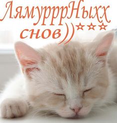 Congratulations And Best Wishes, Good Night Sweet Dreams, Old Friends, Animals And Pets, Funny Cats, First Love, Humor, Olds, Memes