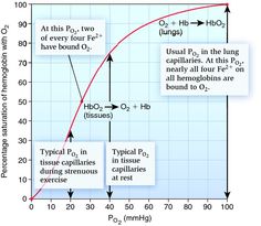 oxyhemoglobin dissociation curve