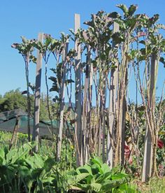 9 Best Tree Collards Images Growing Seeds Potager Garden Tall Tree Collards This May Or Not Be The Walking Kale Variety We