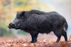 Suche nach Tag: sperma ferkel Suche nach Tag: sperma ferkel