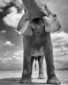 Beautiful photoI love it.. From :@markjdrury - Bull Elephant Thank you Mark For info about promoting your elephant art or crafts send me a direct message @elephant.gifts or emailelephantgifts@outlook.com . Follow @elephant.gifts for inspiring elephant images and videos every day! . . #elephant #elephants #elephantlove Фильм Прекрасные Создания, Морские Слоны, White Elephant, Слоны, Царство Животных, Динозавры, Африканский Слон, Фотографии Природы, Импрессионизм