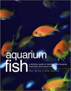 25 best beginner fish