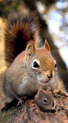 How to tell sex of baby squirrel How to tell sex of baby squirrel