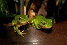 green treefrog care sheet animals pinterest frogs tree frogs green tree frog care sheet