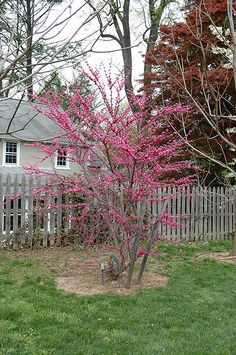 197 Best Cercis Images On Pinterest In 2018 Eastern Redbud Find Alachian Red Redbud Cercis Canadensis In Columbus Dublin Delaware Grove City Gahanna Bexley Ohio Oh At Oakland Nurseries Inc