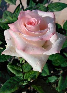 Beautiful Rose Flowers, Amazing Flowers, Pale Pink Roses, Pink Flowers, Pink Rose Pictures, Most Popular Flowers, Heirloom Roses, Asian Garden, One Rose