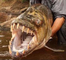 7 Idées De Poisson Qui Fait Peur Animaux étranges Animaux Marins Animaux