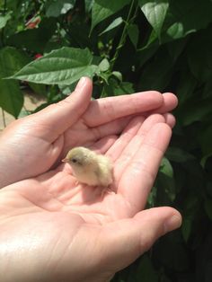 Pin By My Info On Lukas Nursery Erfly Encounter Pinterest Pin By My Info On Lukas Nursery Erfly Encounter Pinterest And