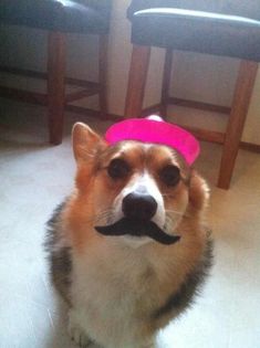17 Best Corgis In Advertising Images On Pinterest Corgi Corgi Friday This Dog Is A Bad