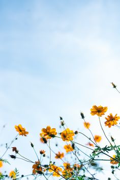 900 Nice Flower Ideas Beautiful Flowers Flowers Pretty Flowers