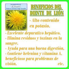 Propiedades y beneficios del te de diente de leon
