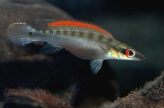 11 best pike cichlids